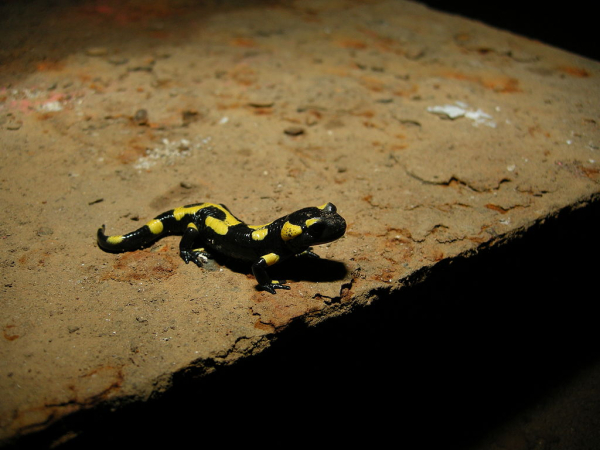 Le poids d'une salamandre face aux camions-benne chargés de maïs (transgénique ? rien ne présume le contraire)...