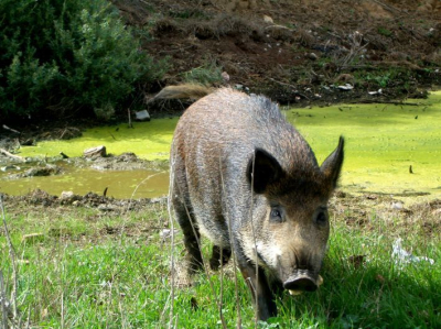 "Tous des porcs !". Peut-être, mais des porcs NATURE !