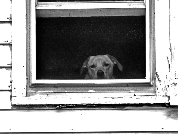 Ce chien est triste car on lui a refusé sa promenade qu'il espérait depuis si longtemps ! Mais ce n'est pas grave, il y aura d'autres occasions !